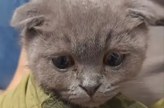 Найдена кошка, Москва, фото: Найдена кошка у подъезда, Соловьиный пр. 4к1