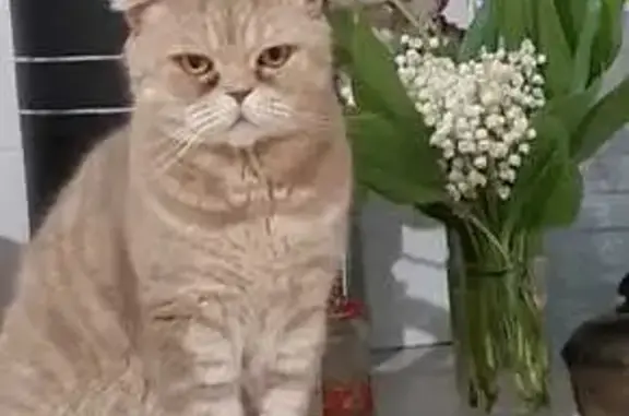 Кошки потеряшки, Саратов, фото: Потеряшка кошка, Производственная 7, Саратов