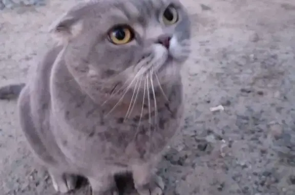 Найдена кошка, Томск, фото: Найден серый котик на Ботаническом 16/3