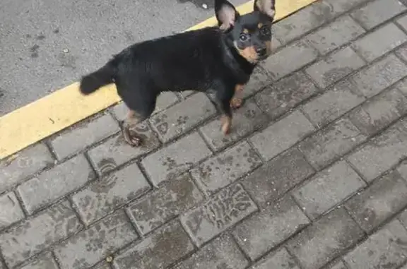 Найдена собака, Брянск, фото: Собака найдена: ул. Софьи Перовской, 6