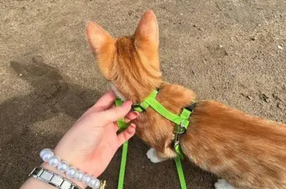 Пропала кошка на ул. Куйбышева, 51