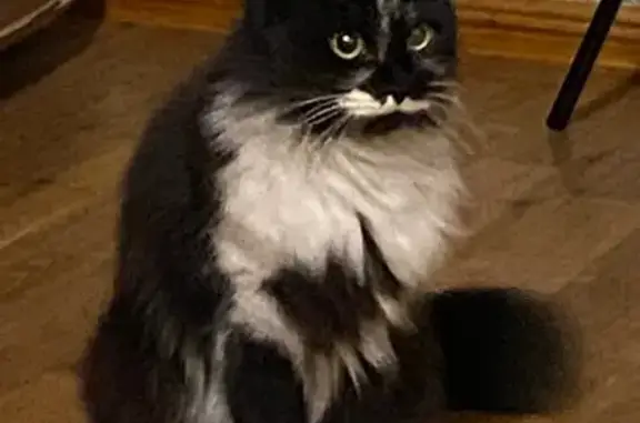 Кошка найдена на пр. Ленина, 52А, Н.Новгород