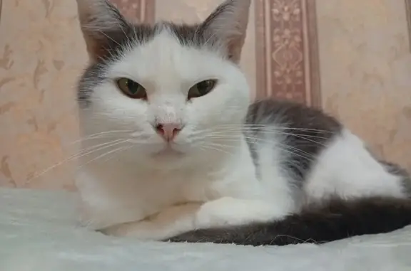 Пропала кошка на ул. Звёздная, Курск