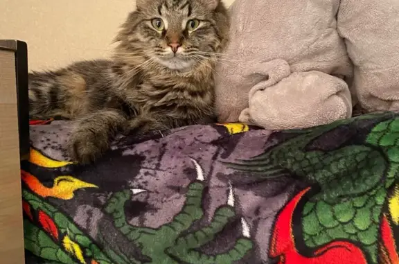 Кошки потеряшки, Чебоксары, фото: Потеряшка кошка, Пирогова 8 к1, Чебоксары