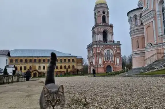 Найдена кошка, Вышний Волочёк, фото: Беременная кошка найдена в Вышнем Волочке