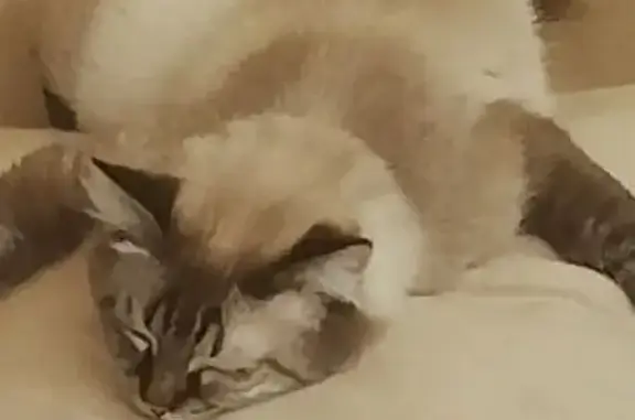 Пропала кошка, Целинная ул., Мамайка