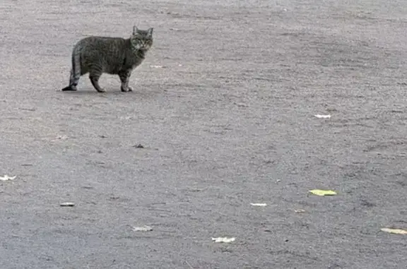 Пугливая кошка найдена в СПб