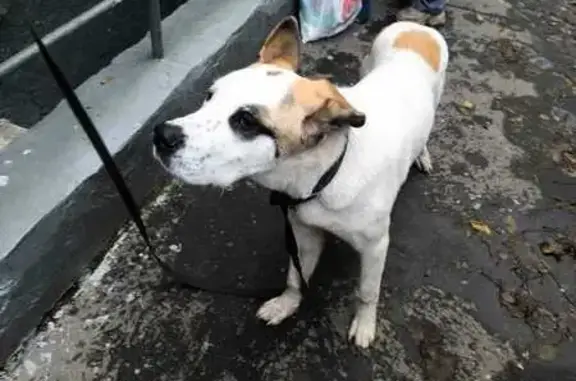 Москва: найдена собака с ошейником