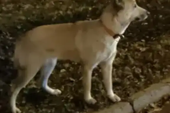 Собака найдена, ул. Дубровинского, Красноярск