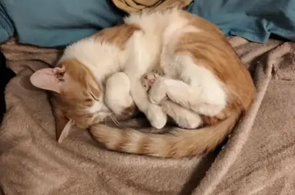 Кошки потеряшки, , фото: Потеряшка кошка, НИИРП, МО