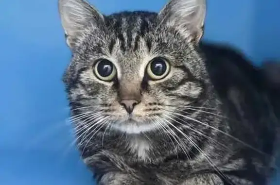 Кошки потеряшки, Москва, фото: Потеряшка кошка, 2-я Песчаная ул., 8, Москва