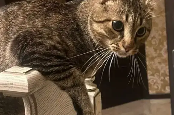 Пропала кошка, Плодородная 3, Брянск