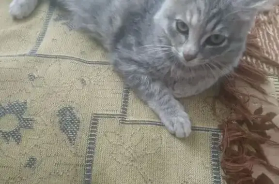 Пропала кошка, ул. Строителей, Омск