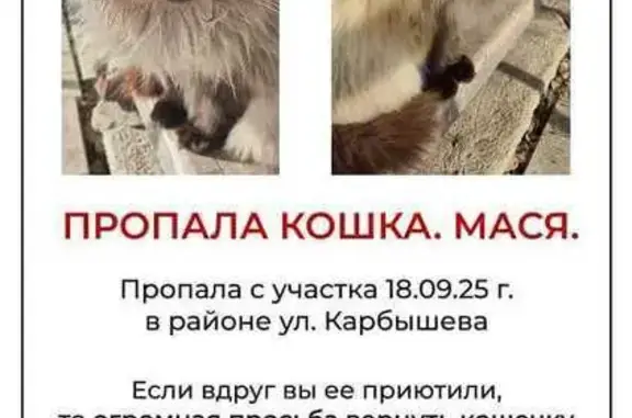 Пропала кошка: п. Молодежный, ул. Карбышева