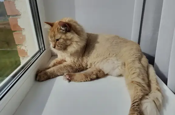 Кошки потеряшки, Подпорожье, фото: Потеряшка кошка, ул. Комсомольская, 2