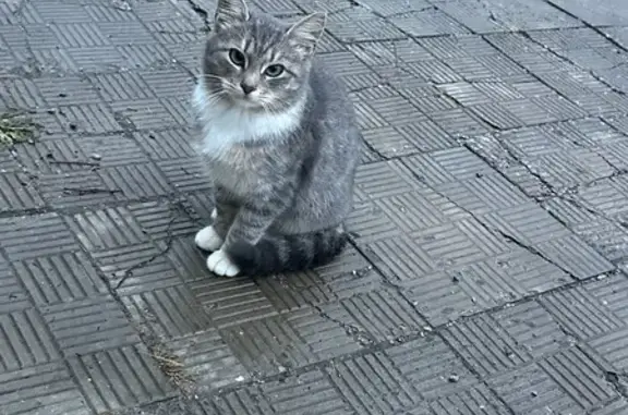 Найдена кошка, Курск, фото: Котенок найден на Аэродромной в Курске