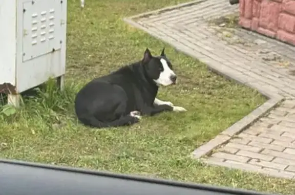 Найдена собака, Московская область, фото: Собака найдена на ЦКАД, Московская область