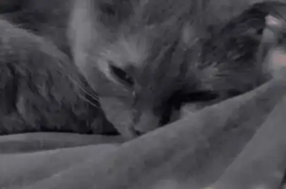 Пропала кошка, Коммунистическая 2, Аткарск