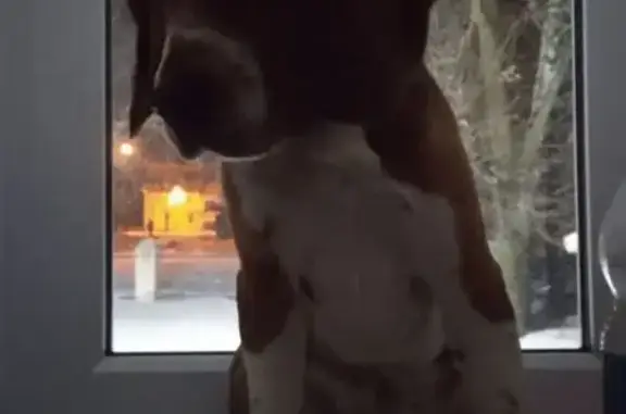 Пропала собака в Ишимбае, хутор Торгаска