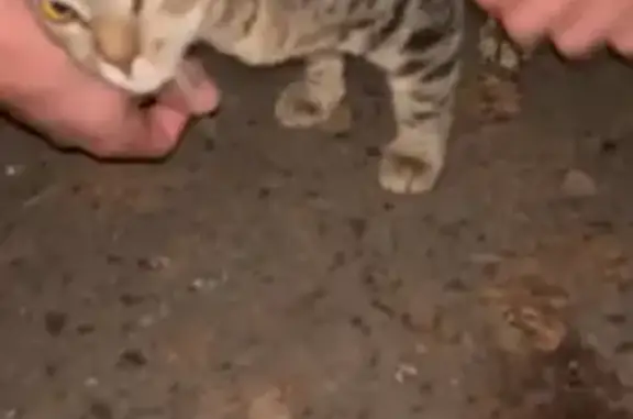 Кошка найдена: пр. Кирова, 222, Самара