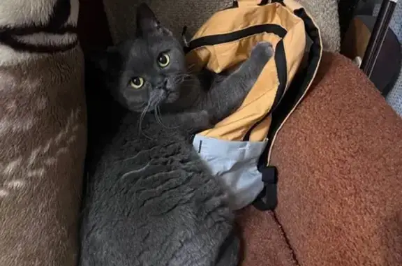 Пропала кошка, ул. Комкова, 2, Омск