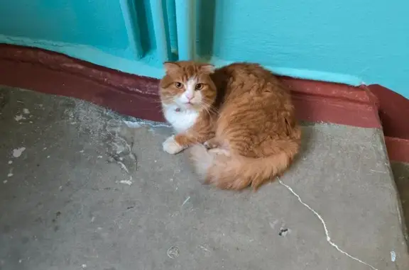 Найдена кошка, Псков, фото: Кот найден на Стахановской 10, Псков