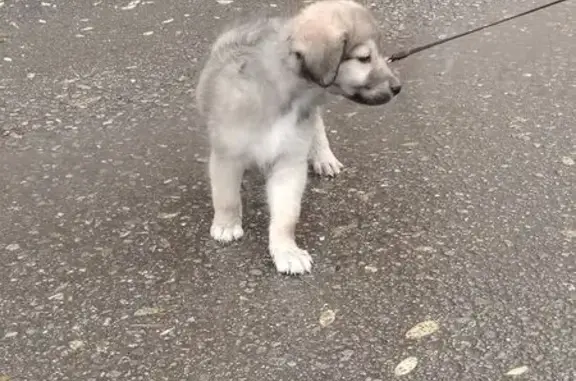 Найдена собака, ул. Чичканова, 127, Тамбов