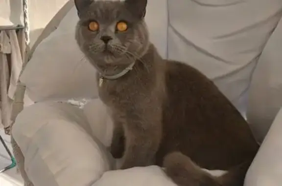 Кошки потеряшки, , фото: Потеряшка кошка, Фиолентовское шоссе 27