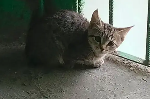 Найдена кошка, Томск, фото: Кошка найдена на Колхозной 11, Томск