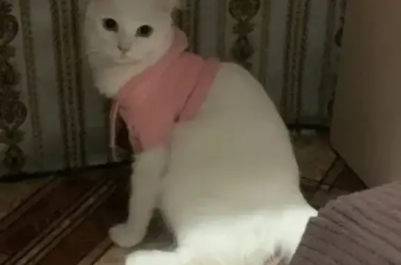 Кошки потеряшки, Брянск, фото: Потеряшка белая кошка, ул. Королёва 14