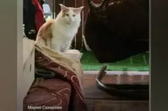 Кошки потеряшки, Тюменская область, фото: Потеряшка кошка, Ялуторовск, Тюм. обл.