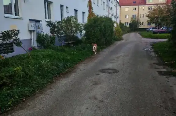 Рыжий стаффорд найден: ул. П. Морозова, 115Б