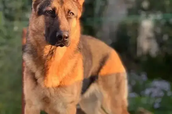 Пропала собака, Школьный пер. 23В, Уфа