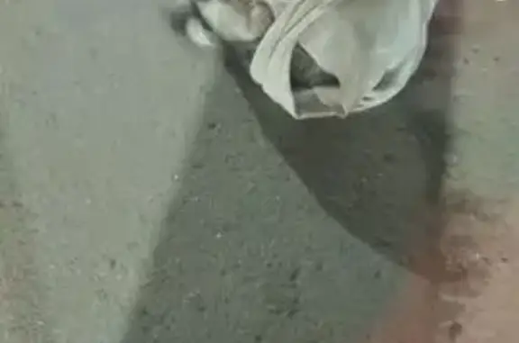 Потеряшка на ул. Ю. Фучика, Чебоксары