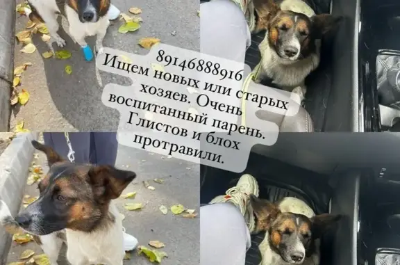 Найдена собака, Приморский край, фото: Найдена собака, Уссурийск, Приморье