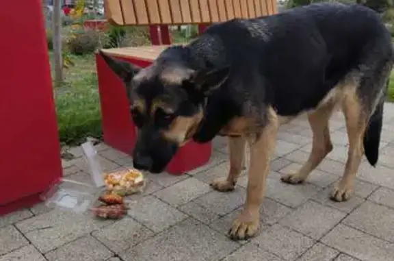 Найдена собака, Берберовская ул. 15 с2