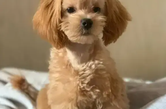 Пропала собака на Машиностроителей, 1