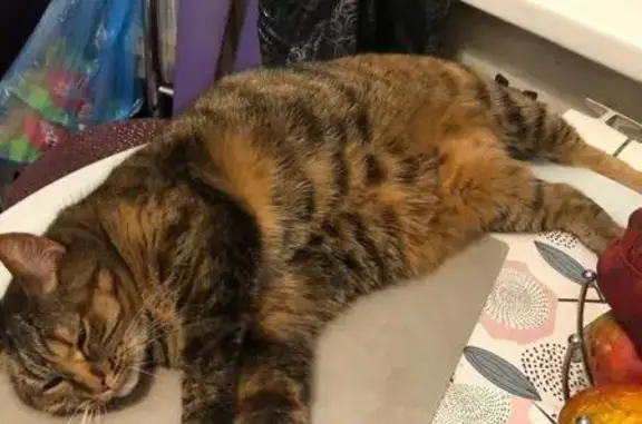 Найдена кошка, Долгопрудный, фото: Кошка найдена: Гранитный тупик, 9