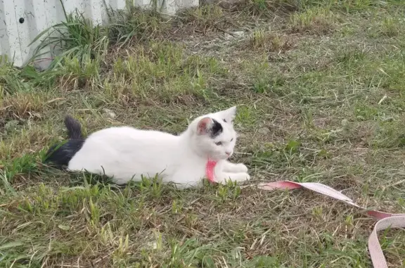 Найдена кошка, Владикавказ, фото: Кошка найдена: Московская ул., Владикавказ