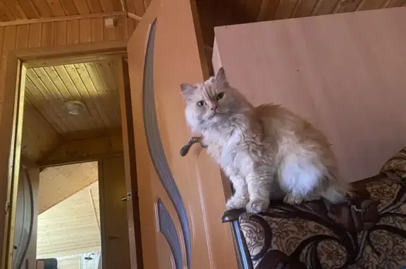 Кошки потеряшки, Хотьково, фото: Потеряшка кошка, ул. Черняховского, Хотьково