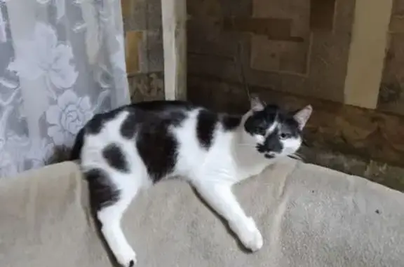 Кошки потеряшки, , фото: Потеряшка кошка, Рязанская ул., 34, Ижевск