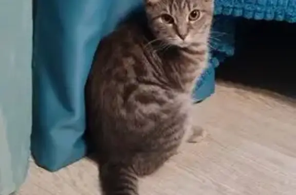 Кошка найдена: проезд Шокальского, 6