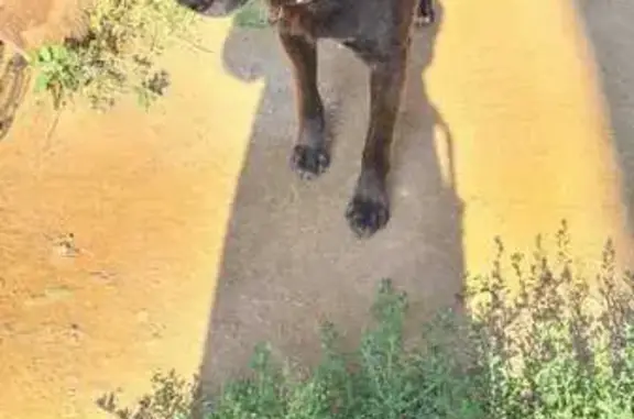 Собаки потеряшки, Челябинск, фото: Потеряшка собака, ул. Расковой, 3, Челябинск