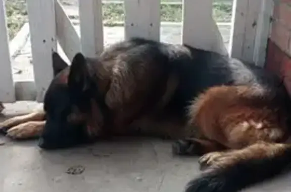 Найдена собака, Краснодар, фото: Найдена собака, Кожевенная 9/3, Краснодар