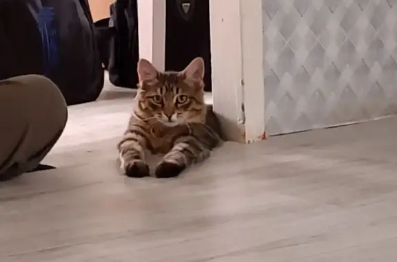 Пропала кошка, ул. Производственная, Курумкан