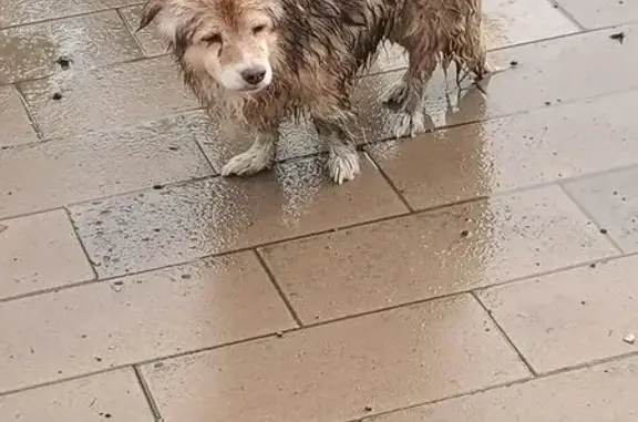 Потерялась собака на Рабоче-Крестьянской, Волгоград