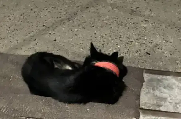 Найдена собака, Чита, фото: Черная собака найдена: 73, Чита