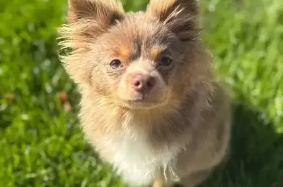 Собаки потеряшки, Гурьевский городской округ, фото: Потеряшка собака, Гурьевск, Зелёная 12