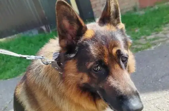 Пропала собака, ул. Каляева, Краснодар