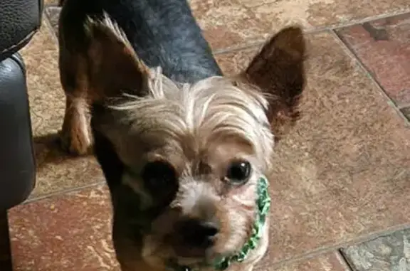 Пропала собака, Настасьино, 46Н-04185